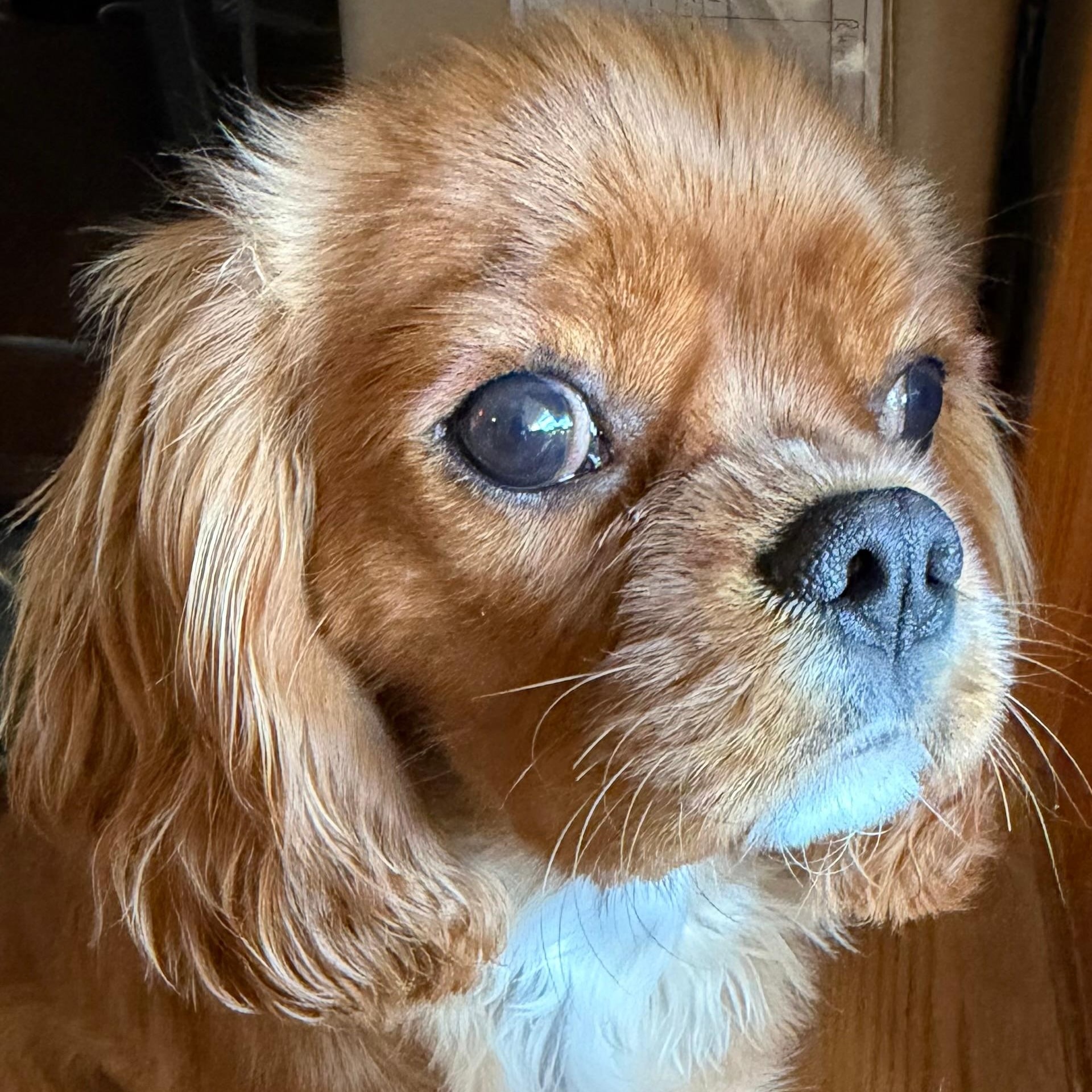Finnegan-OBraverman.jpeg